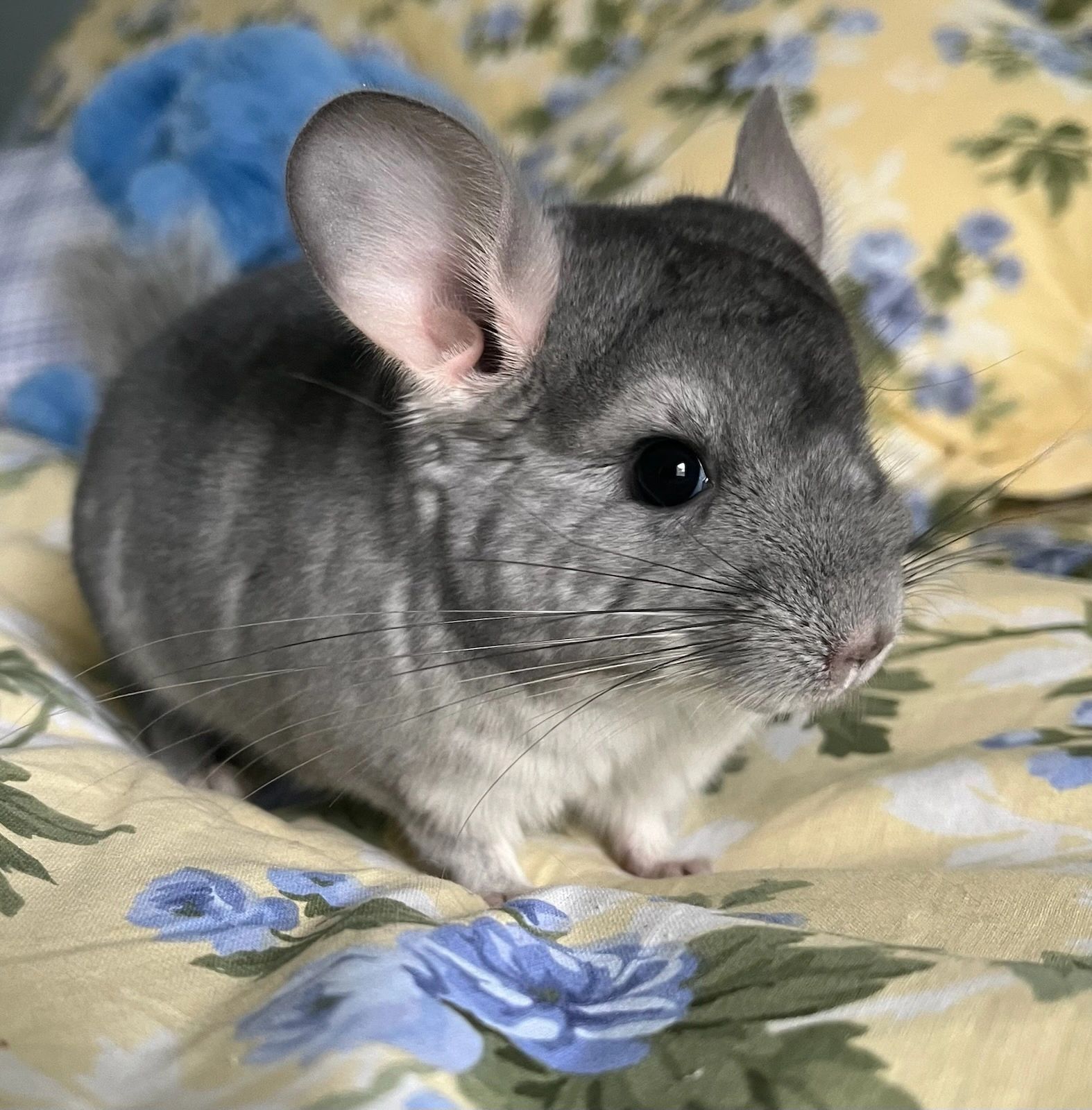 The Chinnery Chinchillas Florida chinchilla Breeder
